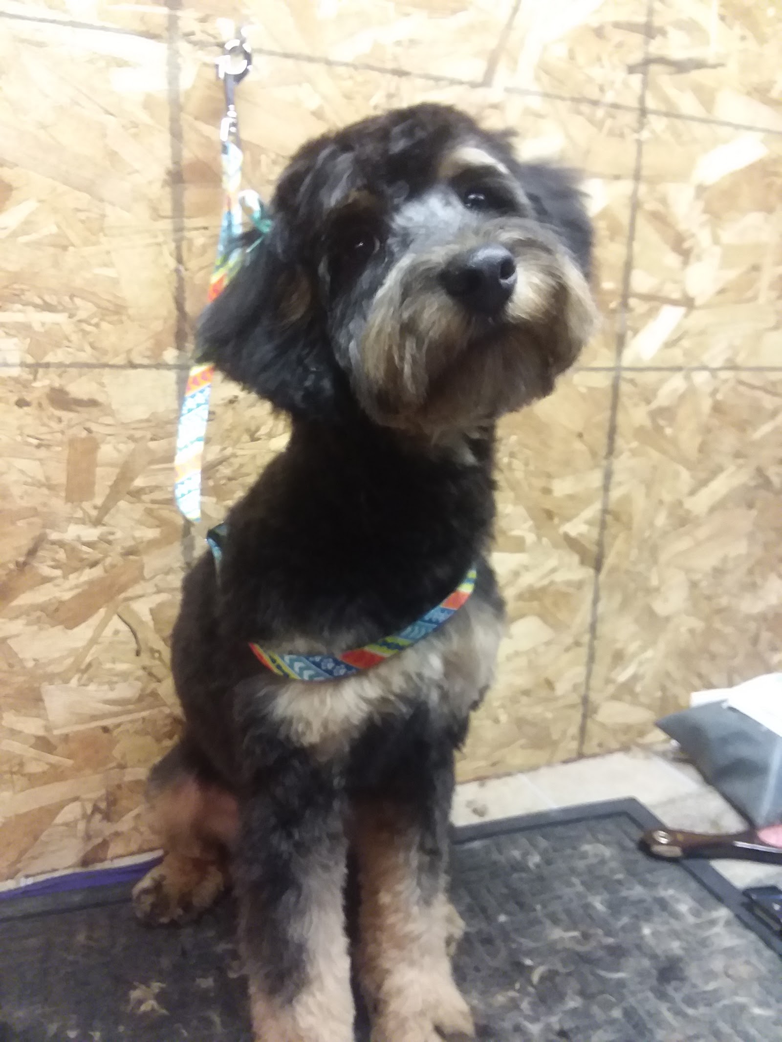 Diva Doggie Doz in Mt Clemens