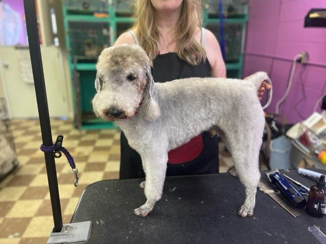 Eastside Academy of Dog Grooming — photo