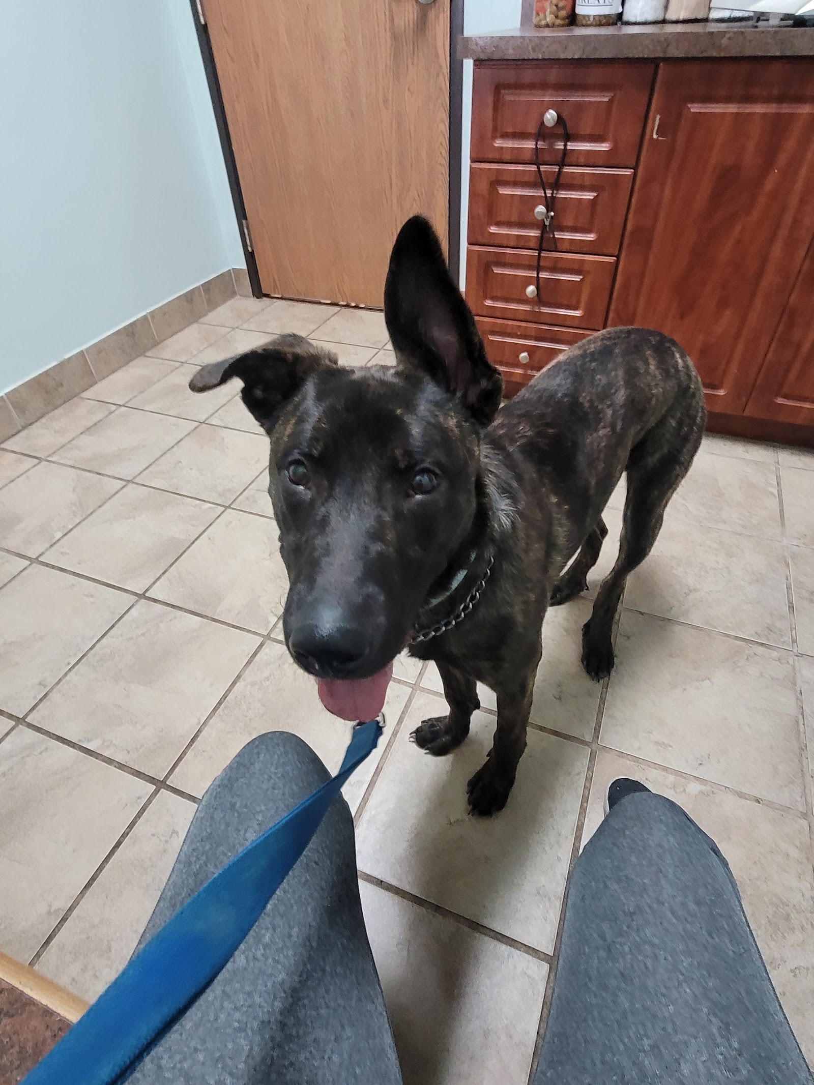 Groesbeck Animal Hospital — photo