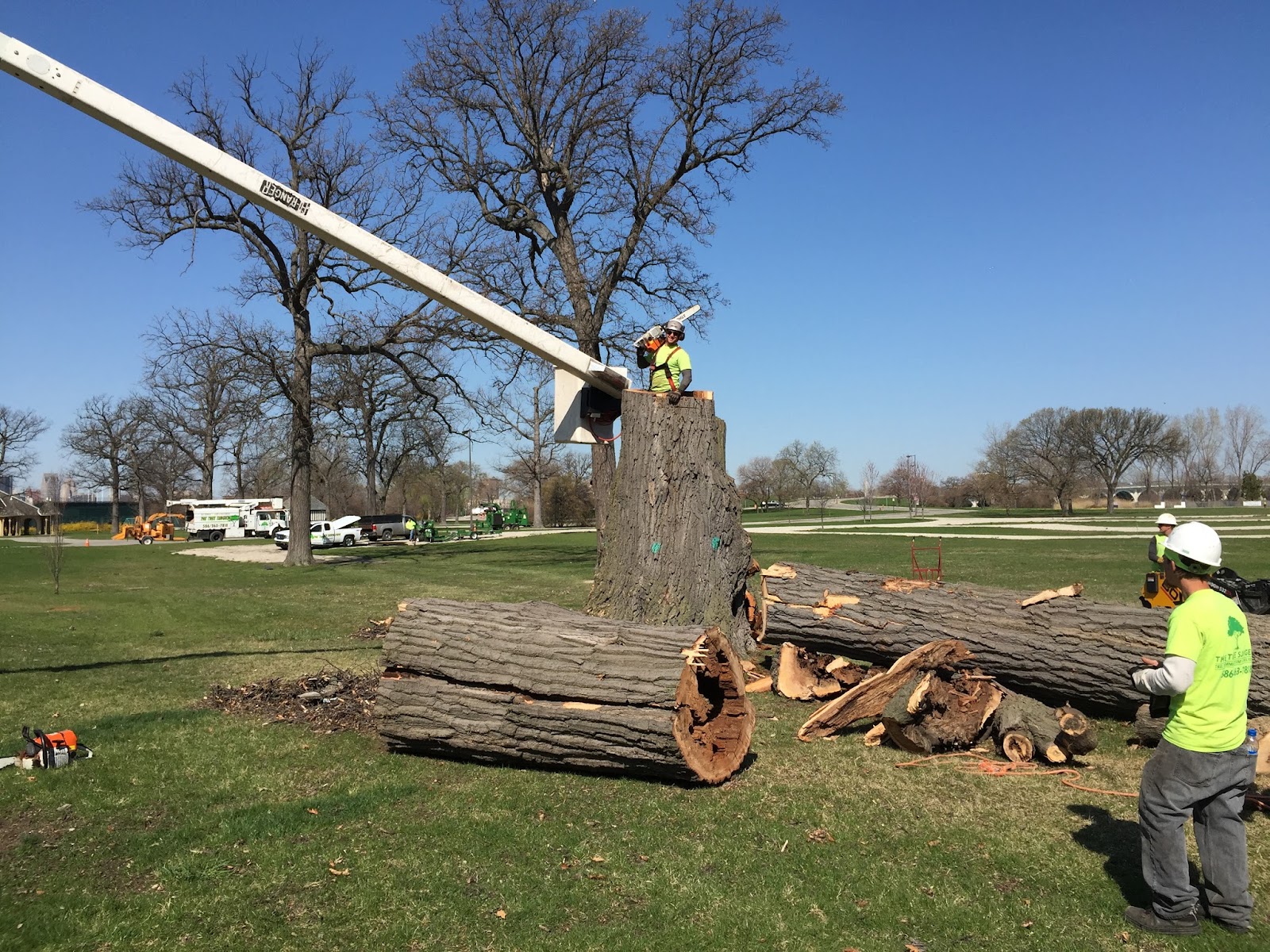 The Tree Surgeon — photo